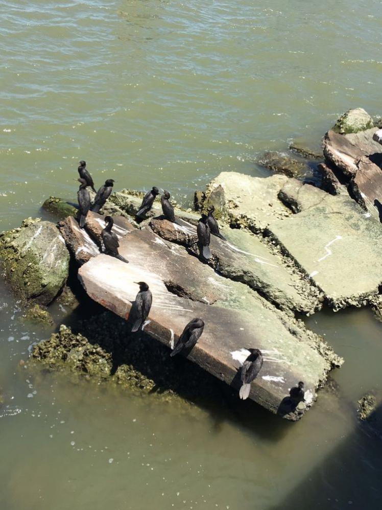 瞧這海邊礁石上：悠閑棲息的海鳥們！