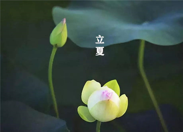 立夏已至，萬物向陽；